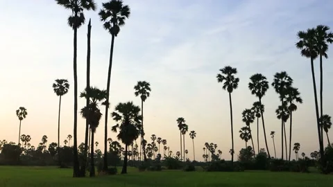 Silhouette coconut palm tree at sunset. Stock Footage 147518210