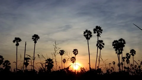 Silhouette coconut palm tree at sunset. Stock Footage 147518213