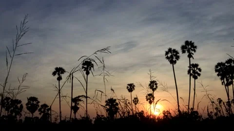 Silhouette coconut palm tree at sunset. Stock Footage 147518521