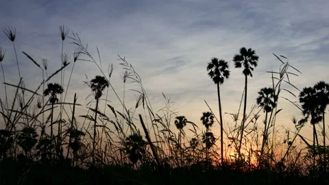 Silhouette coconut palm tree at sunset. Stock Footage 147518525
