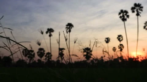 Silhouette coconut palm tree at sunset. Stock Footage 147518804