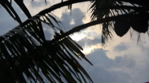 Silhouette coconut tree in afternoon 動画素材 47257604