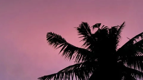 Silhouette of coconut tree in the background of a beautiful sunset sky. Stock Footage 203467824
