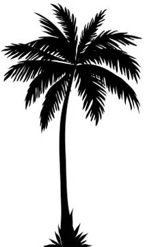 Silhouette of a coconut tree on a white background.Texture or font 库存插图