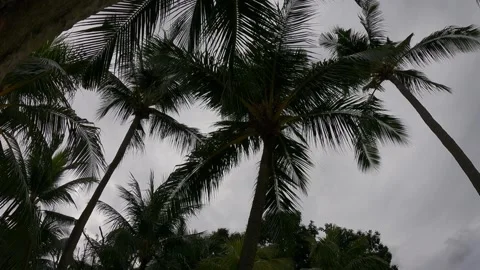 Silhouette of coconut trees Stock Footage 155887124