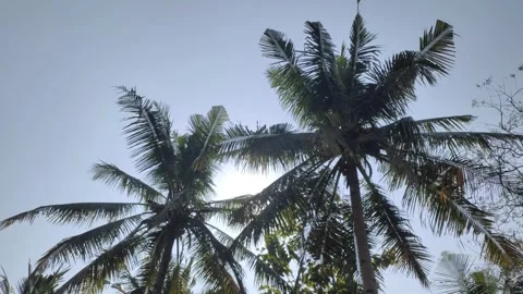 Silhouette of The Coconut Trees Video stock 339638504