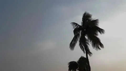 Silhouette of Coconut trees on a windy summer evening sky. Stock Footage 197412176