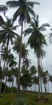 Silhouette of a Coconut Under a Cloudy Sky Stock Photos