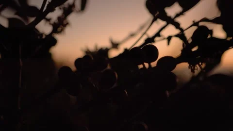 Silhouette of a coffee bean Stock Footage 258600821