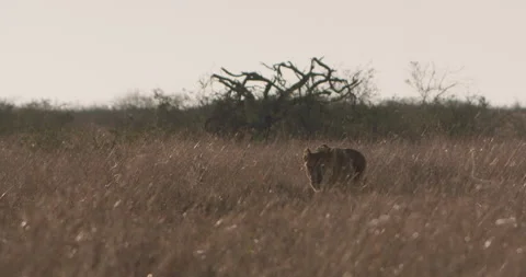 Silhouette of a collared lion walking while looking around for prey Stock-Footage 279042376