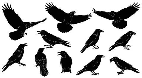 Silhouette Collection of Crows and Ravens in Various Poses Stock Illustration