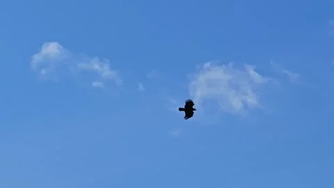 Silhouette of a common buzzard gliding past a large white cloud against blue Stock Footage 334000423