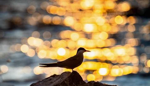 Silhouette of common tern. Common tern on the red sunset sky background. Scie Stock Photos