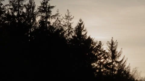 Silhouette of conifer trees against a warm evening sky. 4K 60fps. Stock Footage 334024138
