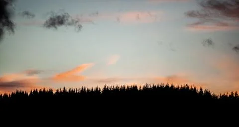 Silhouette of a coniferous forest in the twilight sky. Stock Photos