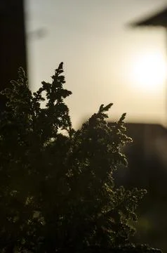 Silhouette of a coniferous tree against the setting sun Stock Photos