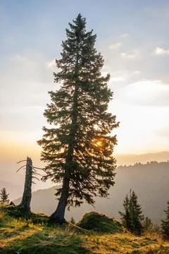 Silhouette of coniferous tree at sunset. Stock Photos