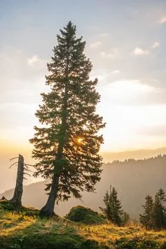 Silhouette of coniferous tree at sunset. Stock Photos