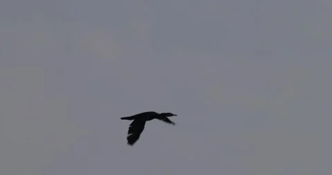 Silhouette of cormorant flying high in back light against sky Stock Footage 342711284