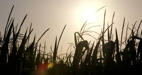 Silhouette of Corn Field Vídeos de archivo 130938894