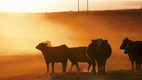 Silhouette of cows during beautiful sunset in rural America Vídeo Stock 170772272