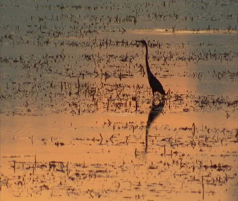 Silhouette of crane walking through shallow orange water at dusk Video stock 86747670