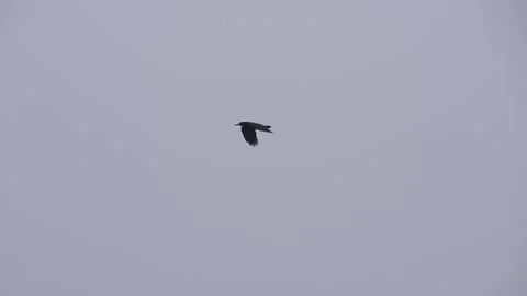 Silhouette Crow Flying Across Open Sky Stock Footage 315510228