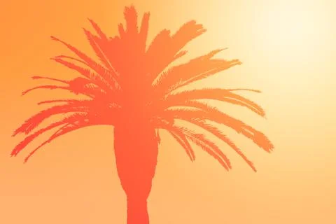 Silhouette of the crown of the date palm tree Stock Photos