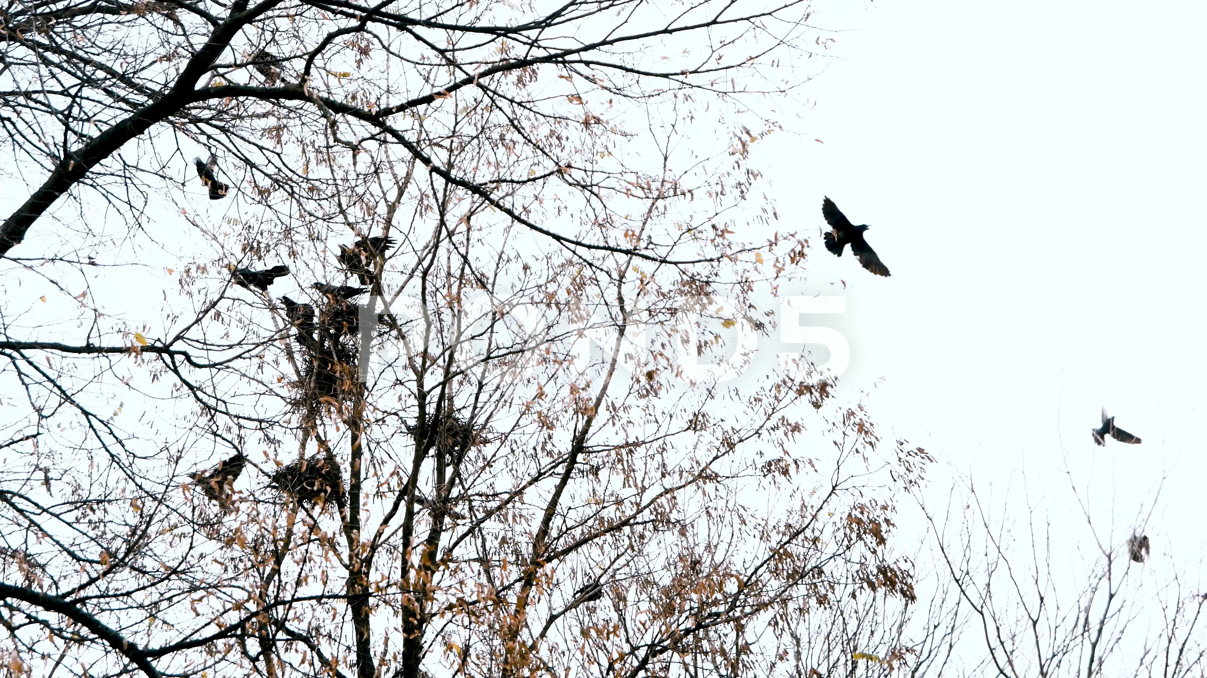 birds flying away silhouette