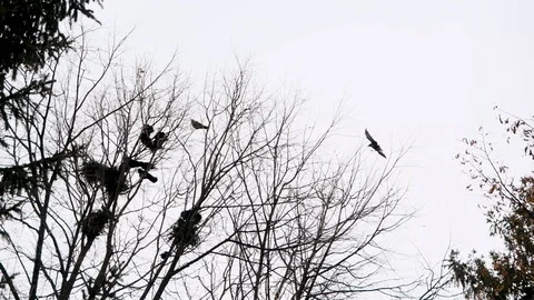 Silhouette Of Crows On a Tree During Winter Season 스톡 동영상 99662420