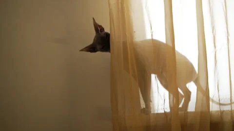 Silhouette of a curious sphynx cat playing hide and seek behind a sheer curtain Stock Footage 344564947