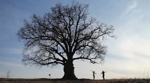 Silhouette of dancing couples at a large tree Stock Footage 62918452