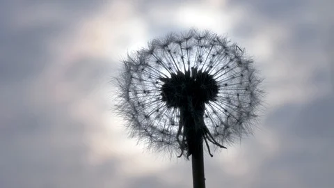 Silhouette of a Dandelion Flower Stock Footage 129401462