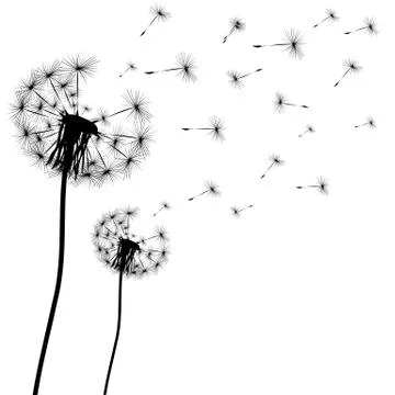 Silhouette of a dandelion Stock Illustration