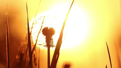 Silhouette dandelion seed in front of setting sun Stock Footage 72387318