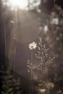 Silhouette of Dandelion Seed Head Backlit by Golden Hour Sunlight, Bokeh Ba.. Stock Photos