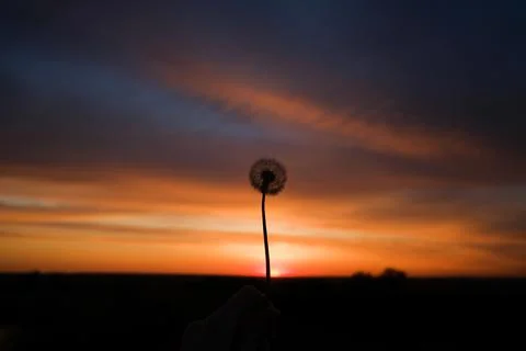 Silhouette of dandelion at sunset Foto stock