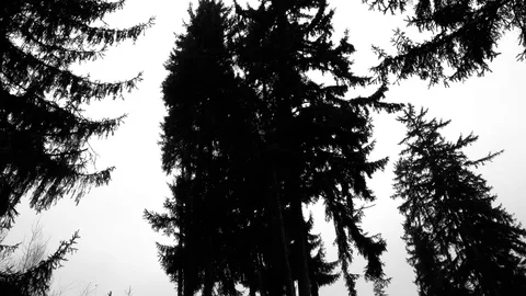 Silhouette of dark pine trees moving on the wind Stock Footage 119887497