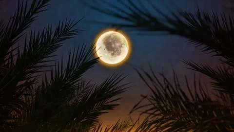 Silhouette of Date Leaves with the light of the Full Moon Stock Footage 265432680