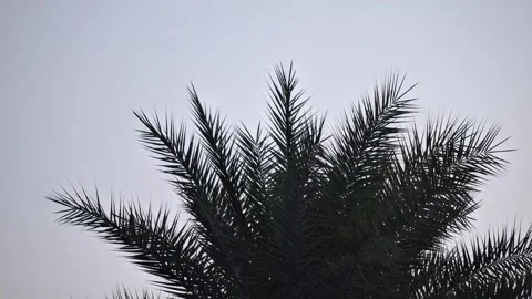 Silhouette of Date Palm Leaves on Minimal Sky Background Video stock 331032811