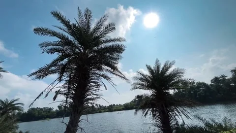 Silhouette of Date Palm Tree with Sun and Sky Stock Footage 317997748