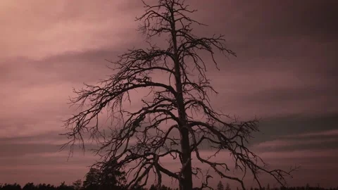 The silhouette of a dead tree against the background of an unnatural red sky. Stock Footage 201838233