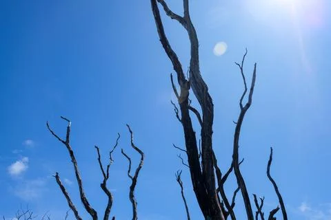 Silhouette of dead tree branches against a bright blue sky on Mount Talang Stock Photos