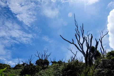 Silhouette of dead tree branches against a bright blue sky on Mount Talang Stock Photos