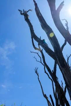 Silhouette of dead tree branches against a bright blue sky on Mount Talang Stock Photos