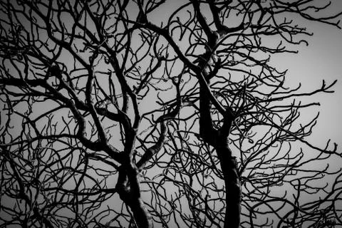 Silhouette dead tree on dark dramatic sky background for scary or death. Hall Foto stock