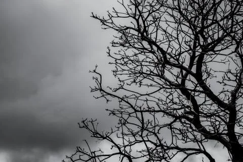 Silhouette dead tree on dark dramatic sky and white clouds background for dea Stock-Fotos