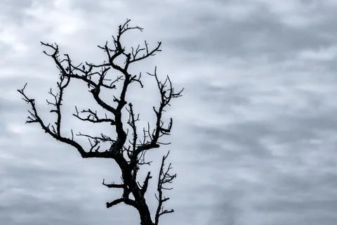 Silhouette dead tree on dark dramatic sky and white clouds background for dea 库存照片
