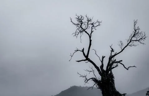 Silhouette dead tree on dark dramatic sky and white clouds background for dea Stock-Fotos