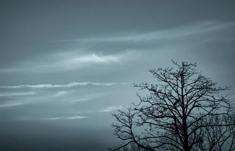 Silhouette dead tree on dark dramatic sky and white clouds background for dea 库存照片